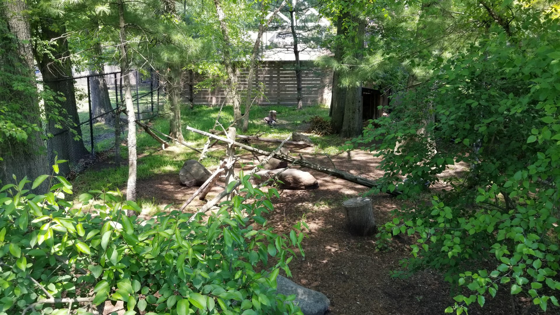 Bergen County Zoo - Bald eagle