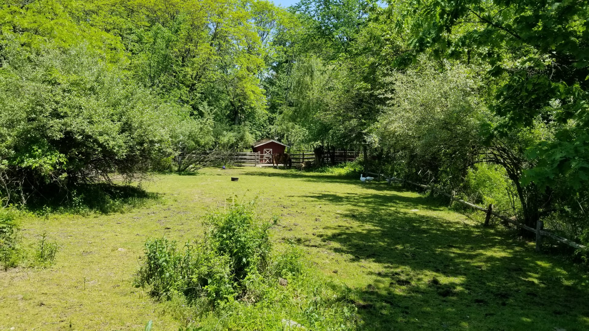 Bergen County Zoo - Belgian horse paddock