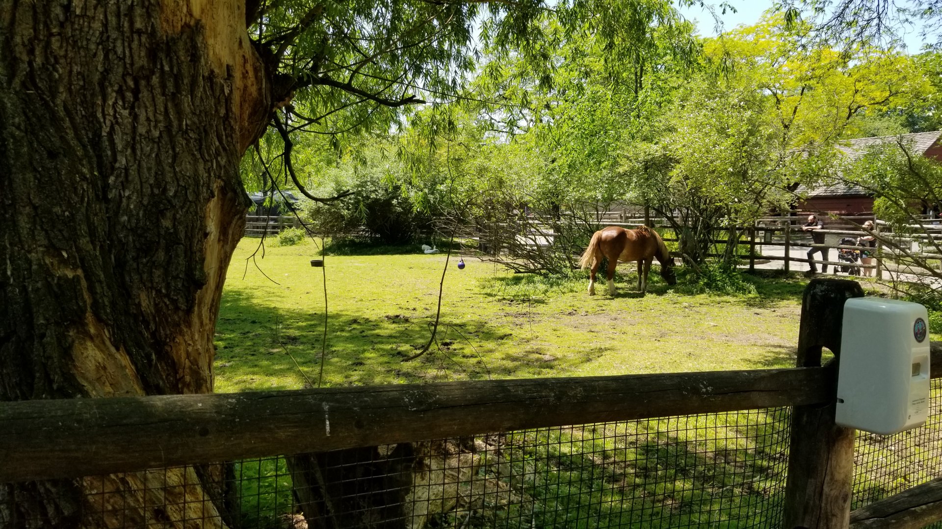 Bergen County Zoo - Belgian horse paddock