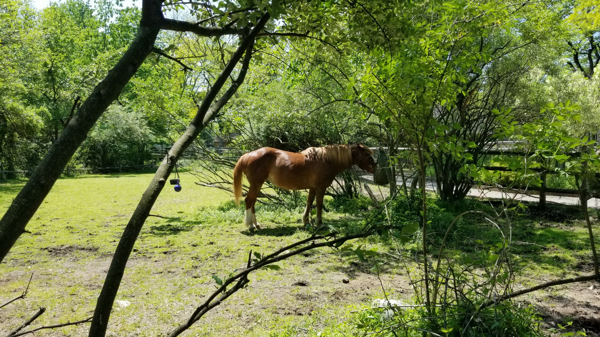 Bergen County Zoo - Belgian horse paddock
