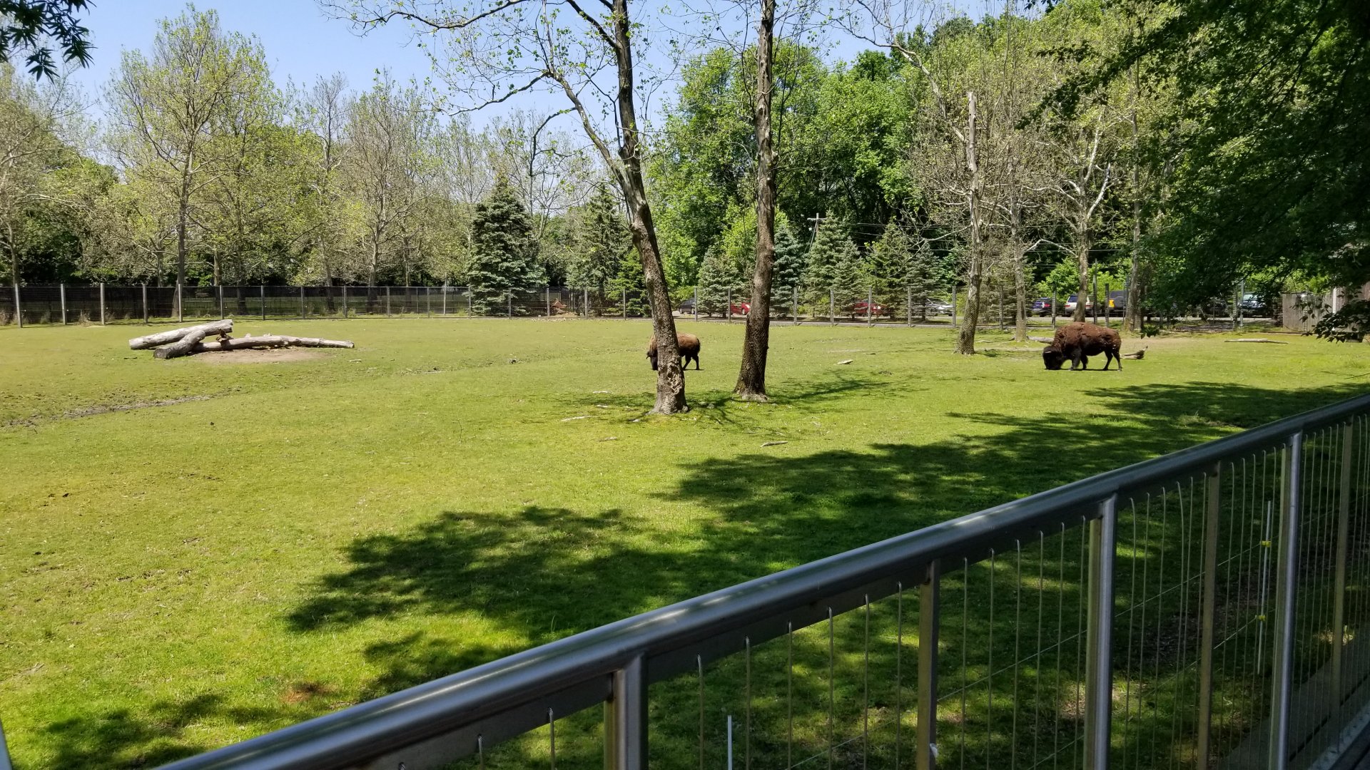Bergen County Zoo - Bison and elk, right