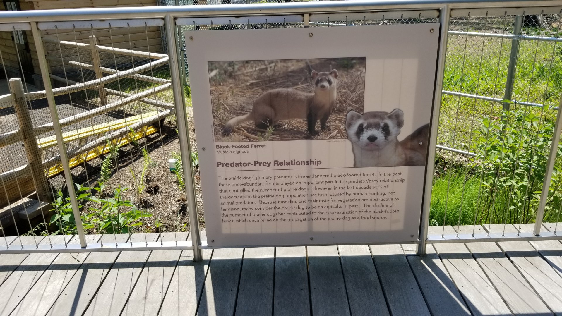 Bergen County Zoo - Black footed ferret sign