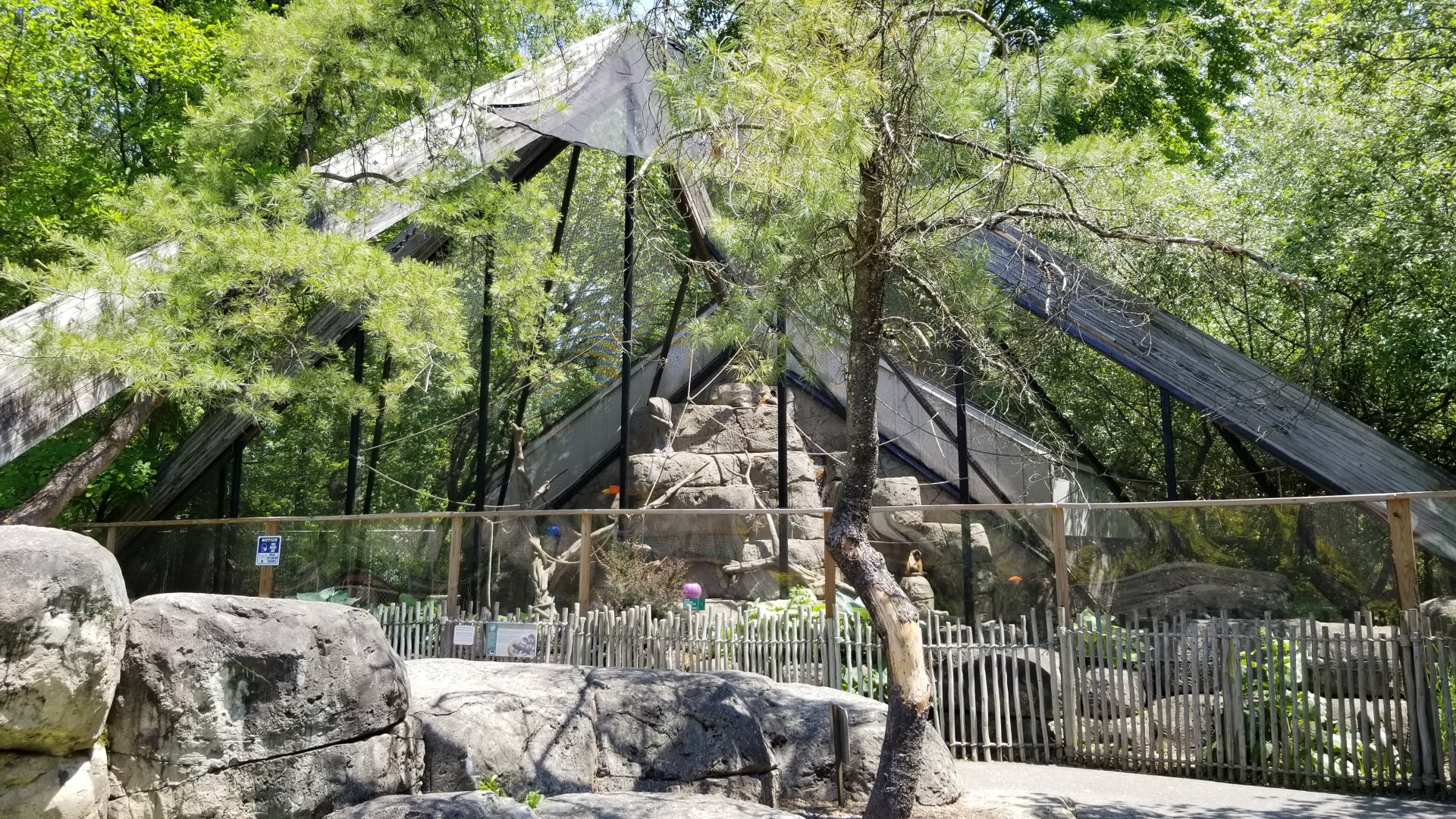 Bergen County Zoo - Black-handed spider monkey