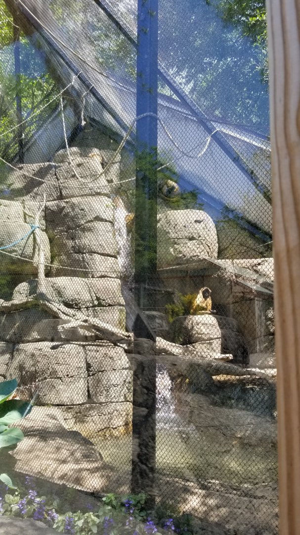 Bergen County Zoo - Black-handed spider monkey