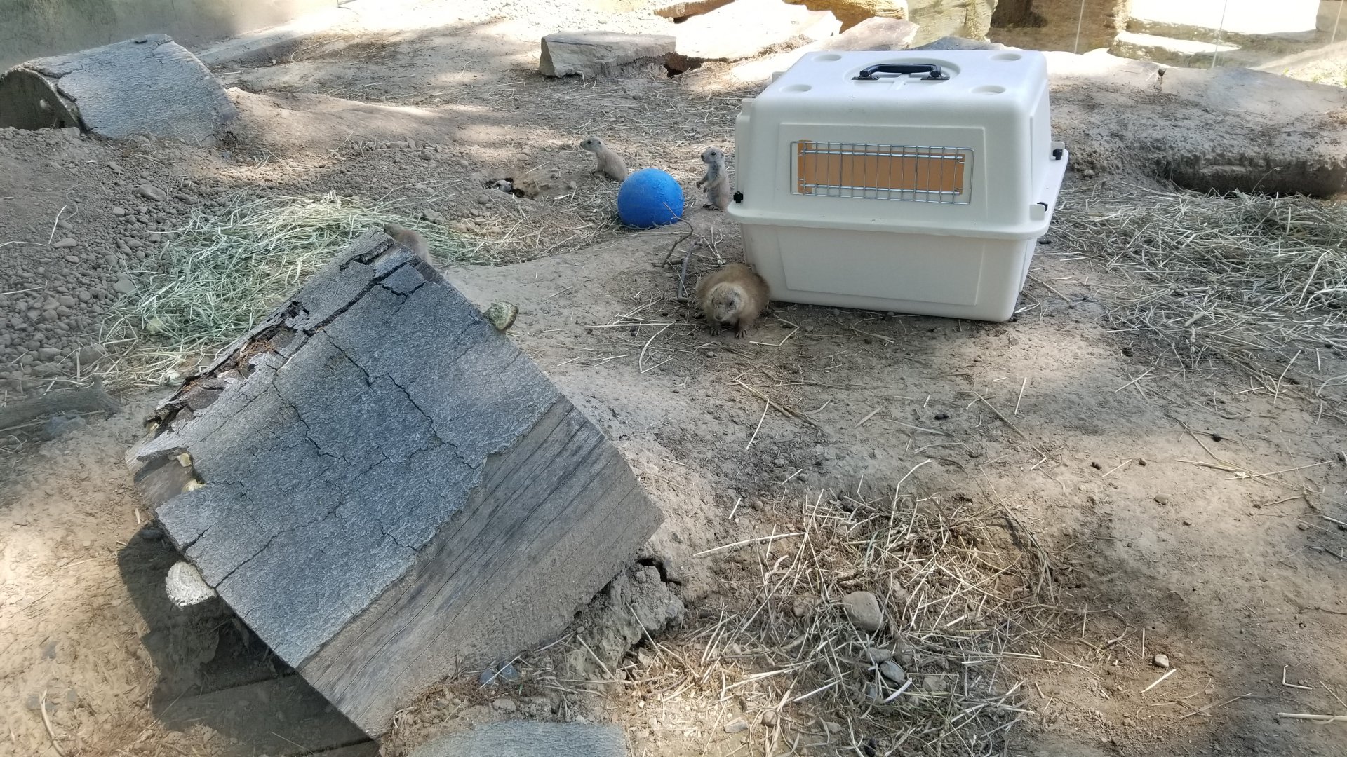 Bergen County Zoo - Black-tailed prairie dogs, mom