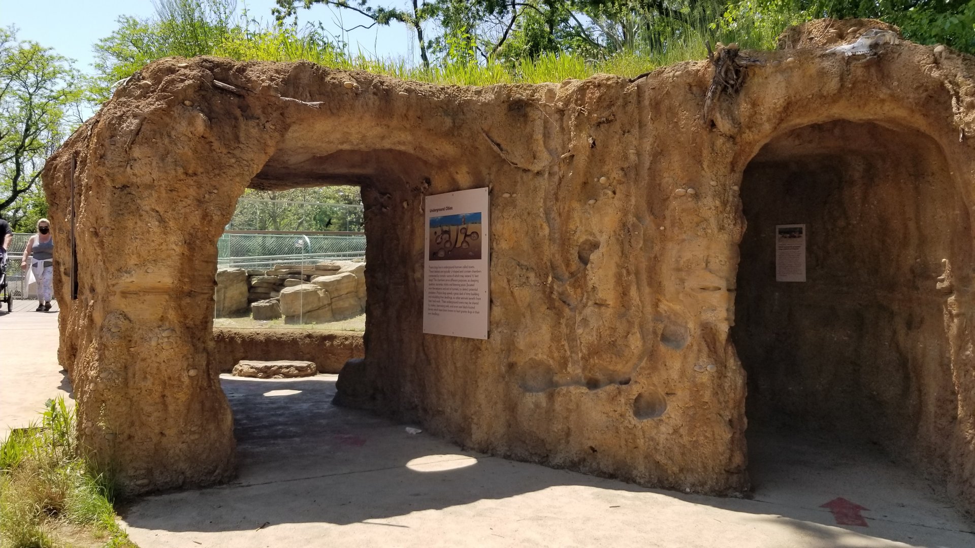 Bergen County Zoo - Black-tailed prairie dogs