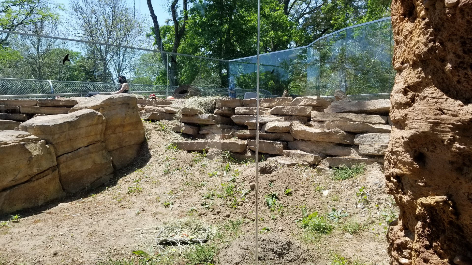 Bergen County Zoo - Black-tailed prairie dogs