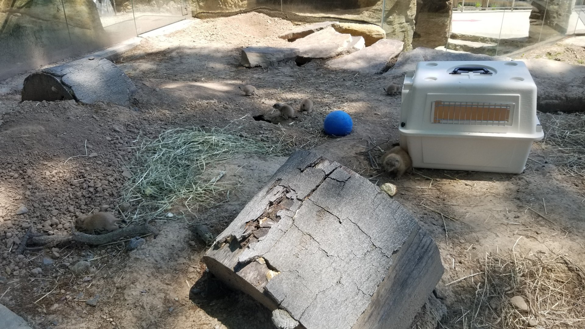 Bergen County Zoo - Black-tailed prairie dogs