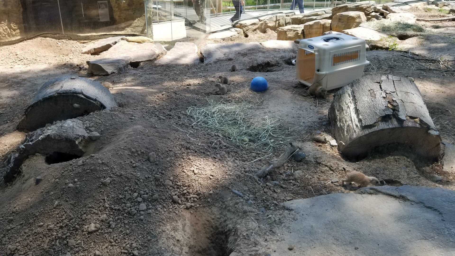 Bergen County Zoo - Black-tailed prairie dogs