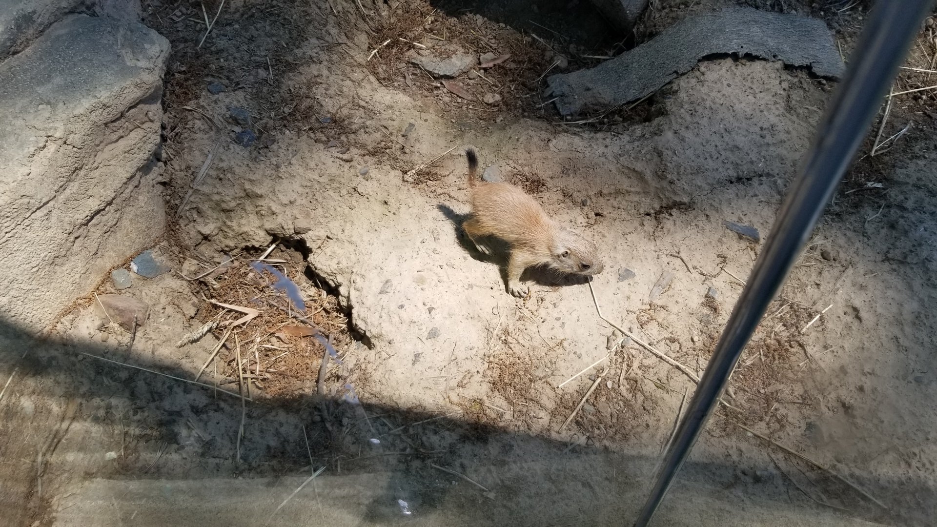 Bergen County Zoo - Black-tailed prairie dogs