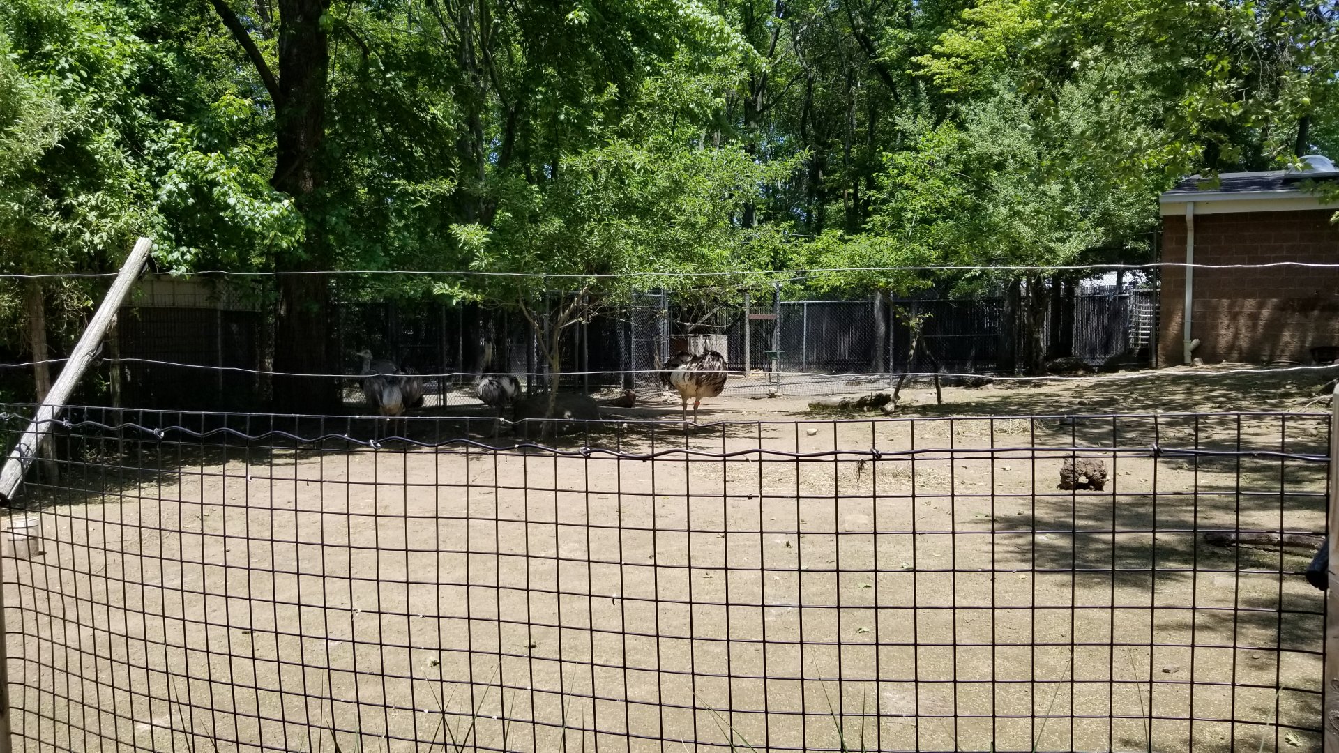 Bergen County Zoo - Capybara, greater rhea