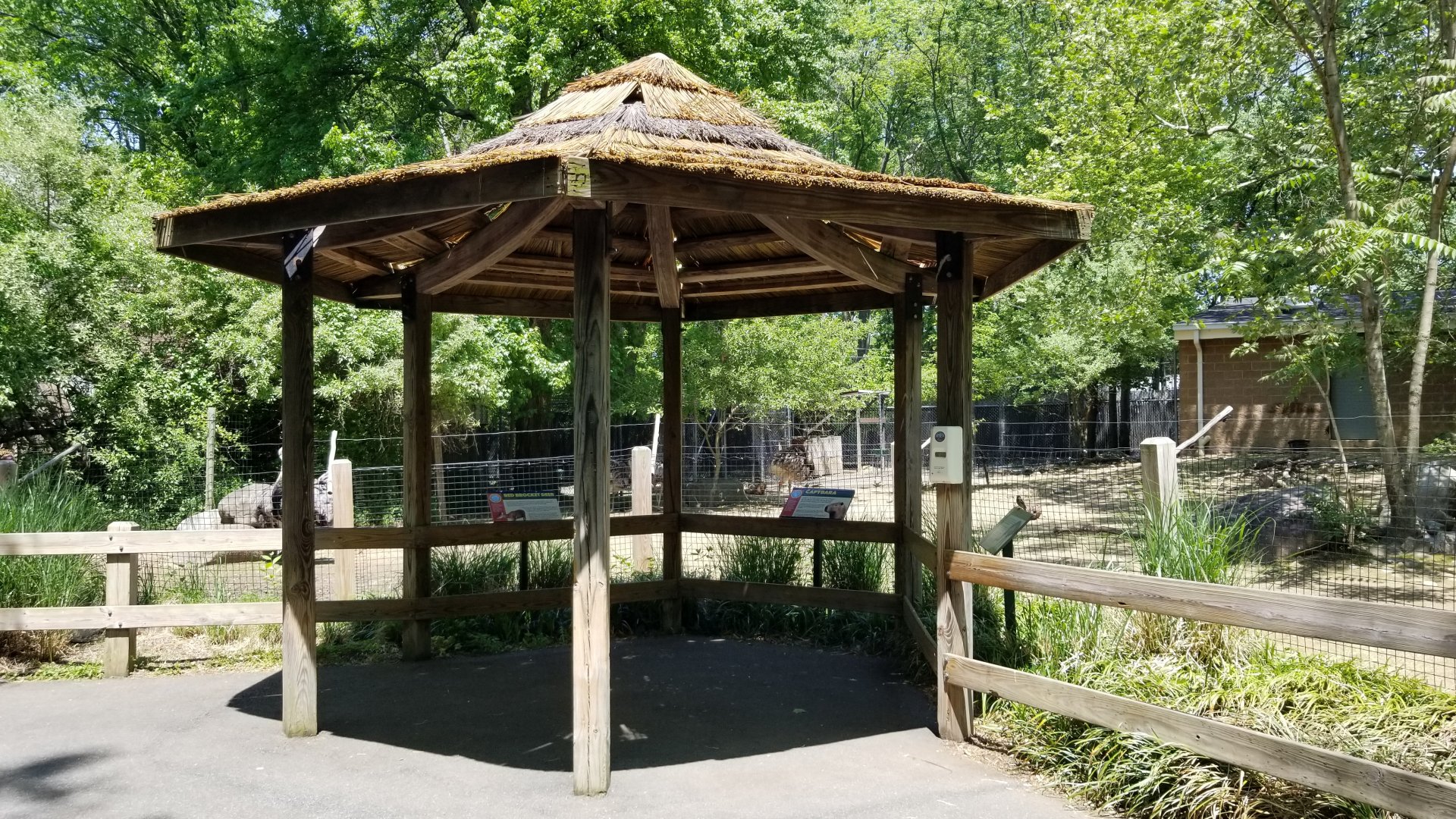 Bergen County Zoo - Central American red brocket, capybara, greater rhea