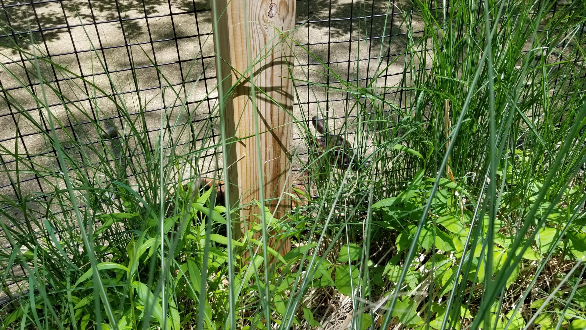 Bergen County Zoo - Central American red brocket