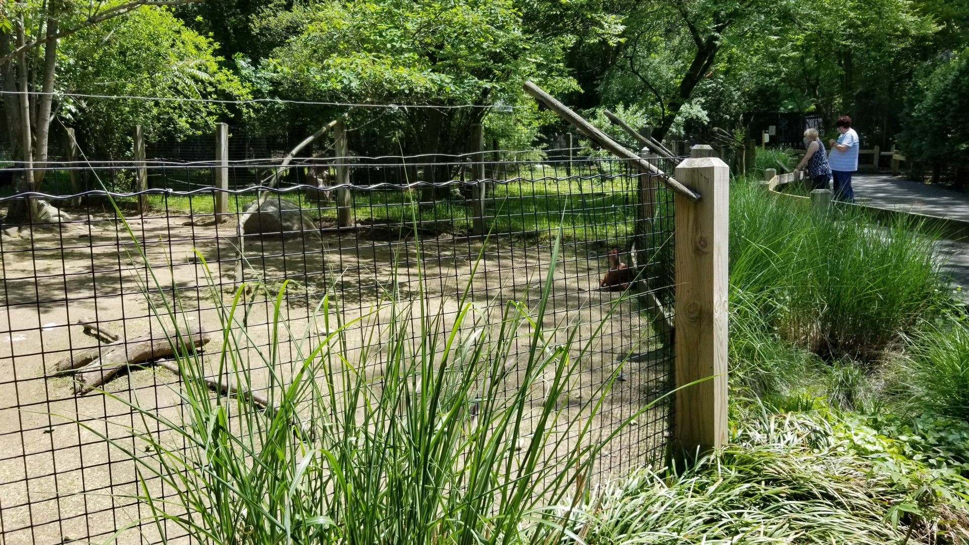 Bergen County Zoo - Central American red brocket