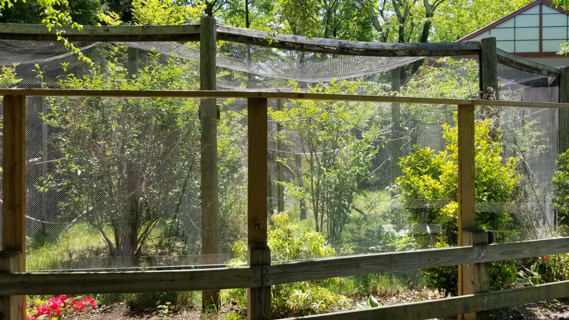 Bergen County Zoo - Cotton-top tamarin outdoor area