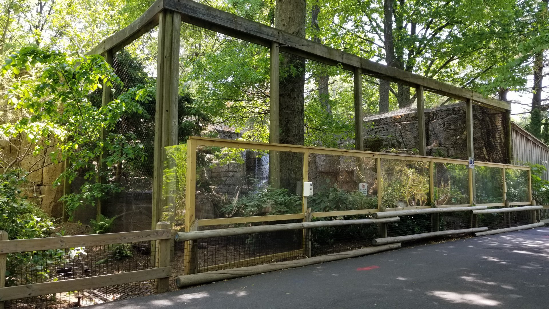 Bergen County Zoo - Cougar