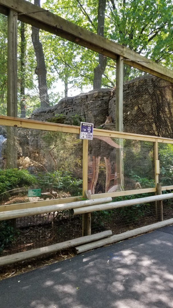 Bergen County Zoo - Cougar