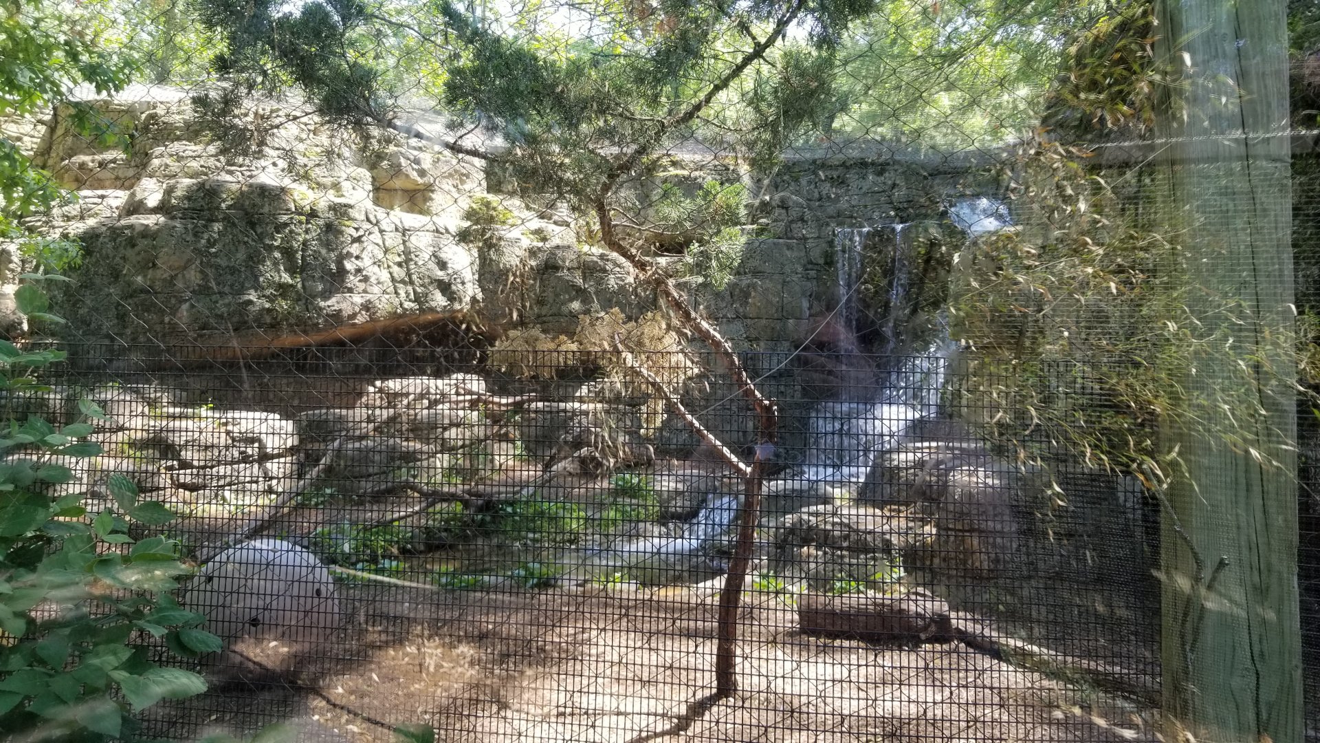 Bergen County Zoo - Cougar