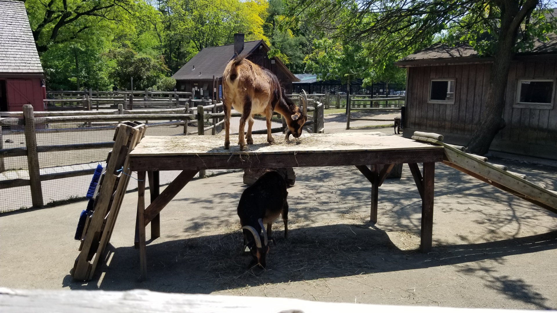 Bergen County Zoo - Farm