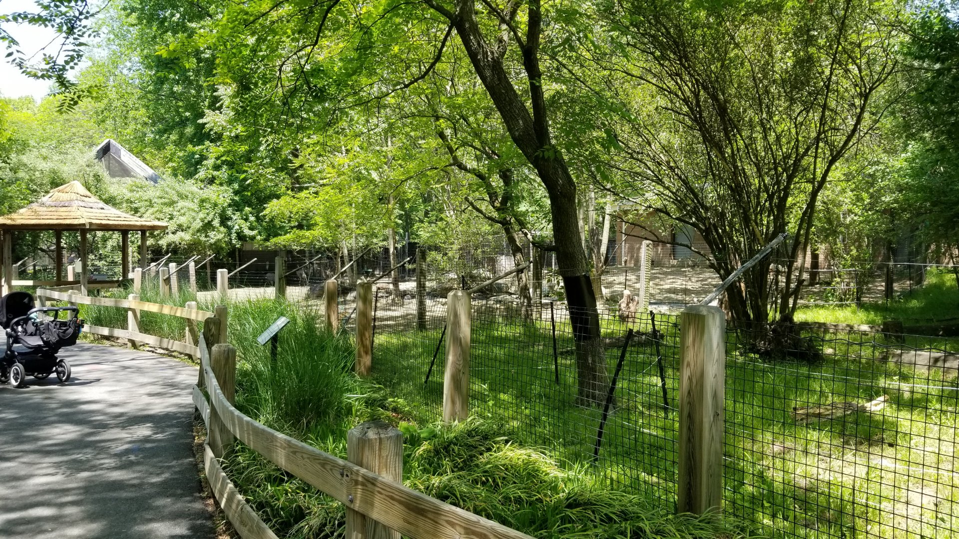Bergen County Zoo - Giant anteater (front), rhea/capy/brocket (back)
