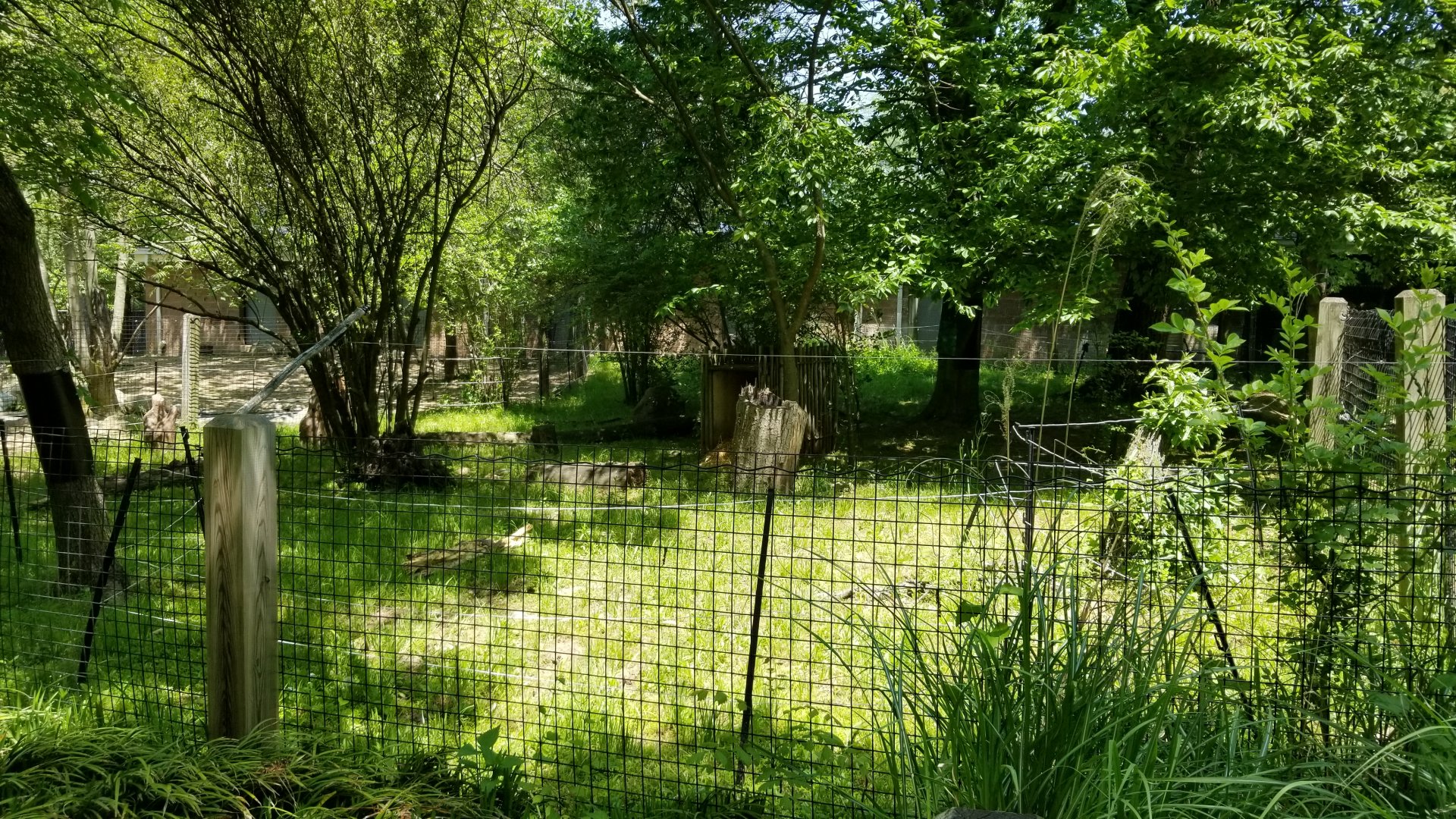 Bergen County Zoo - Giant anteater