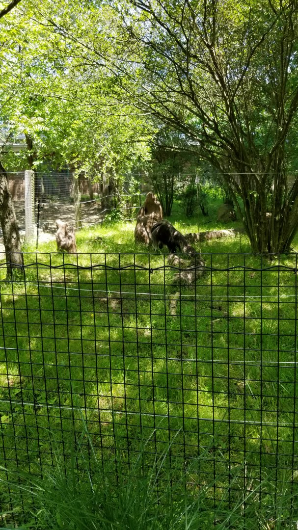 Bergen County Zoo - Giant anteater