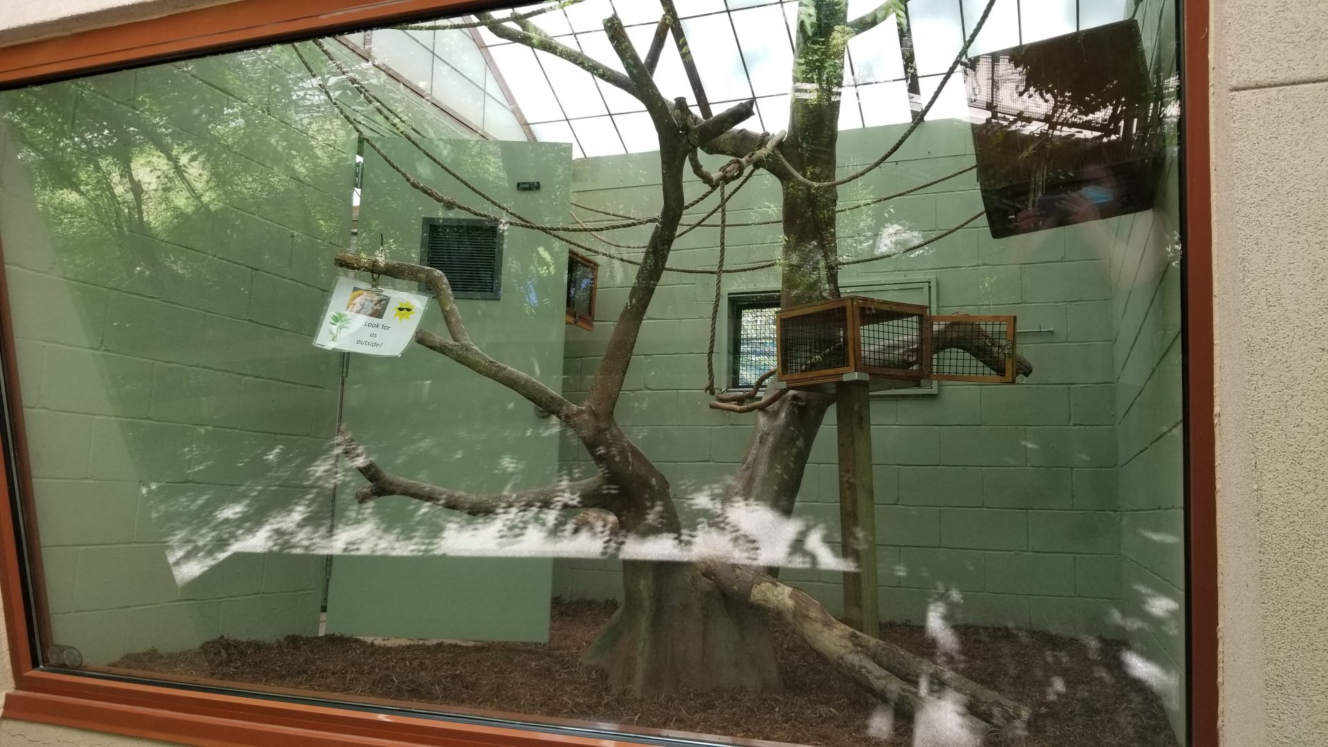 Bergen County Zoo - Golden lion tamarin indoor area