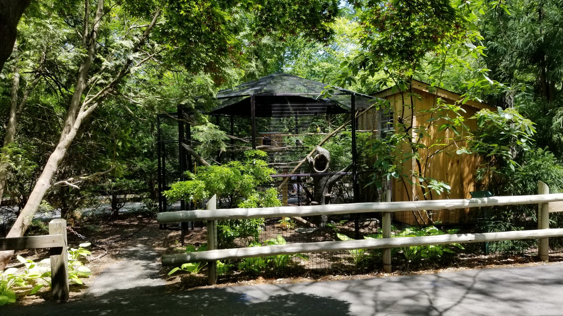 Bergen County Zoo - Green aracari