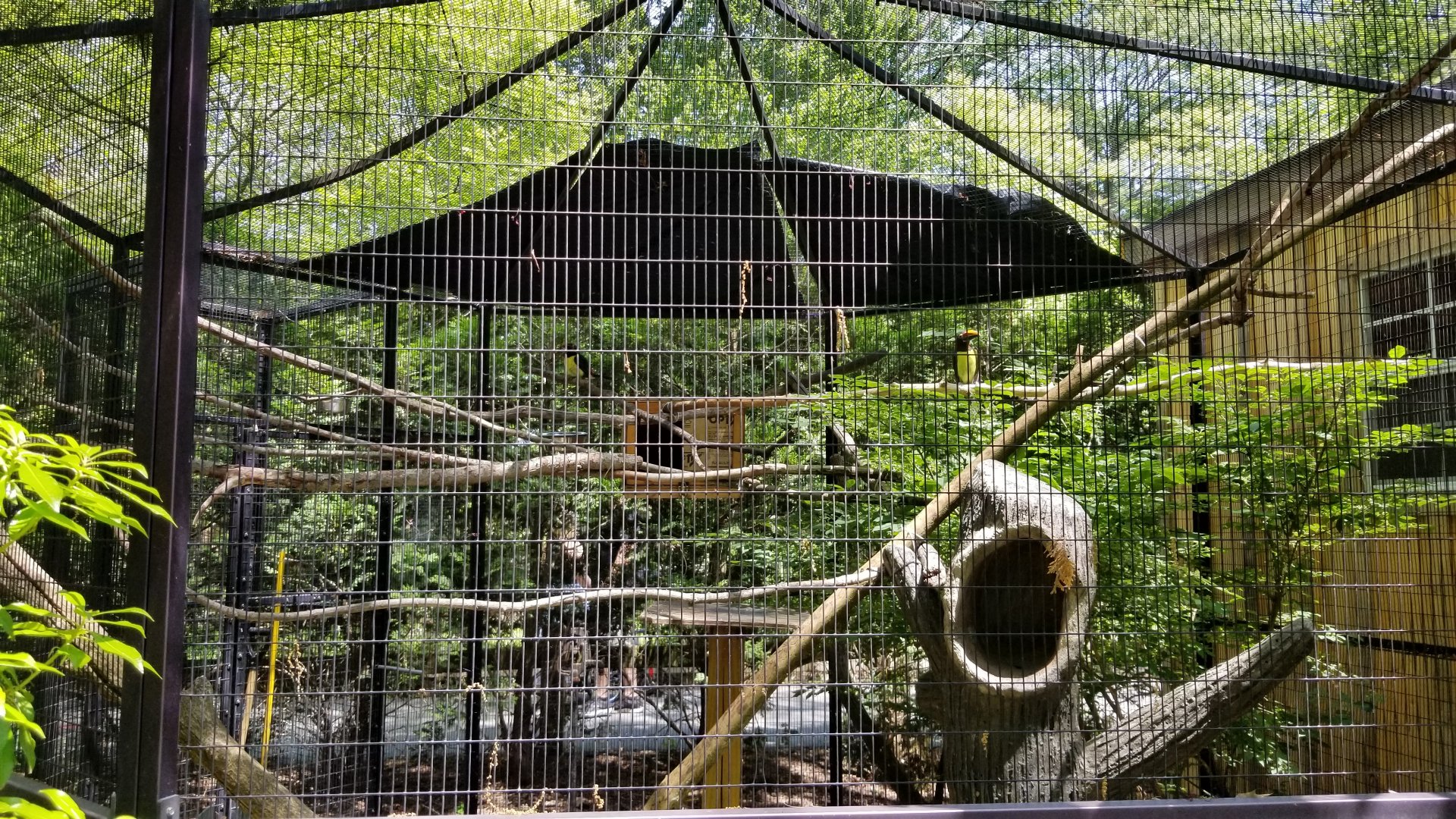 Bergen County Zoo - Green aracari