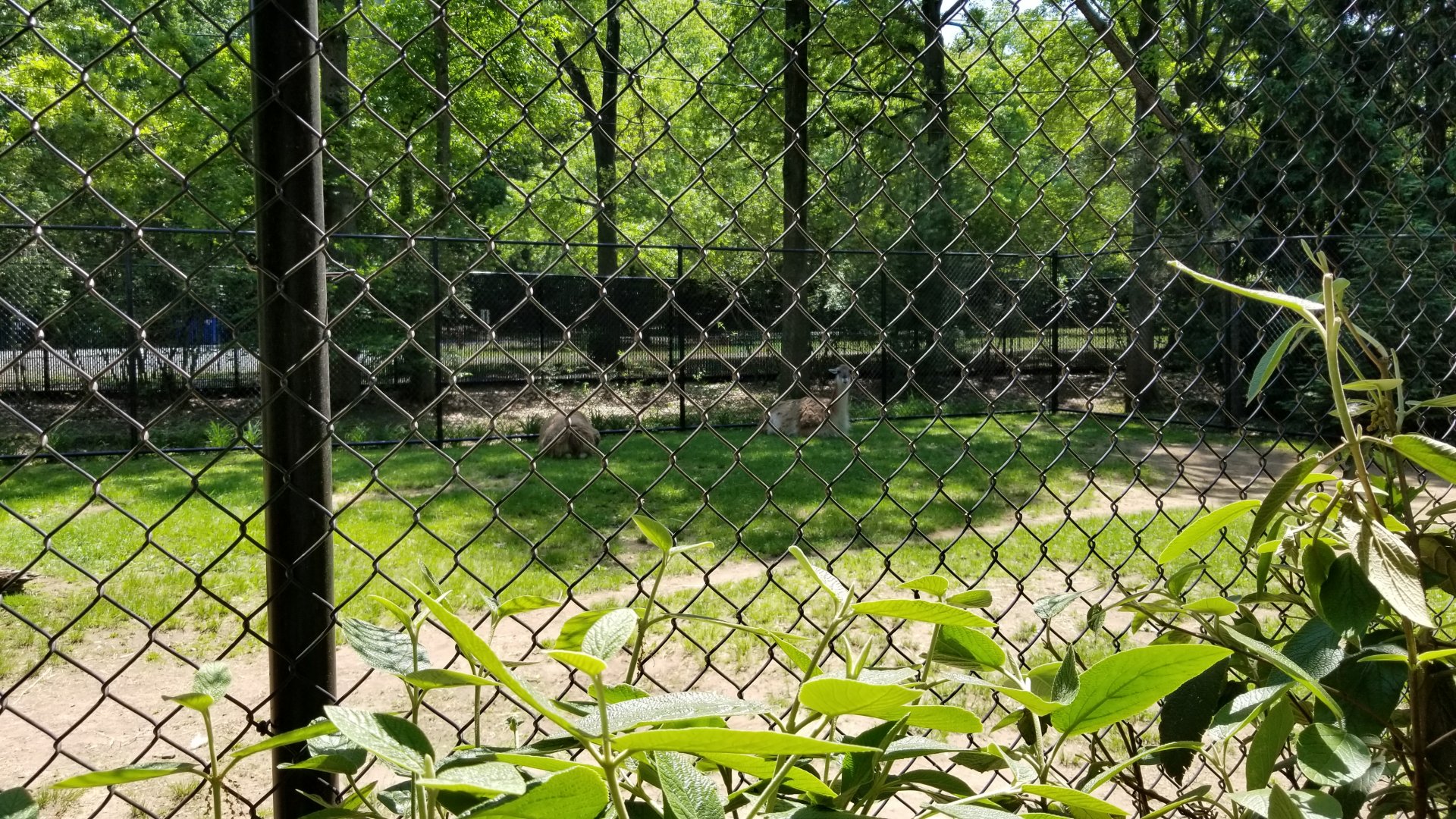 Bergen County Zoo - Guanaco