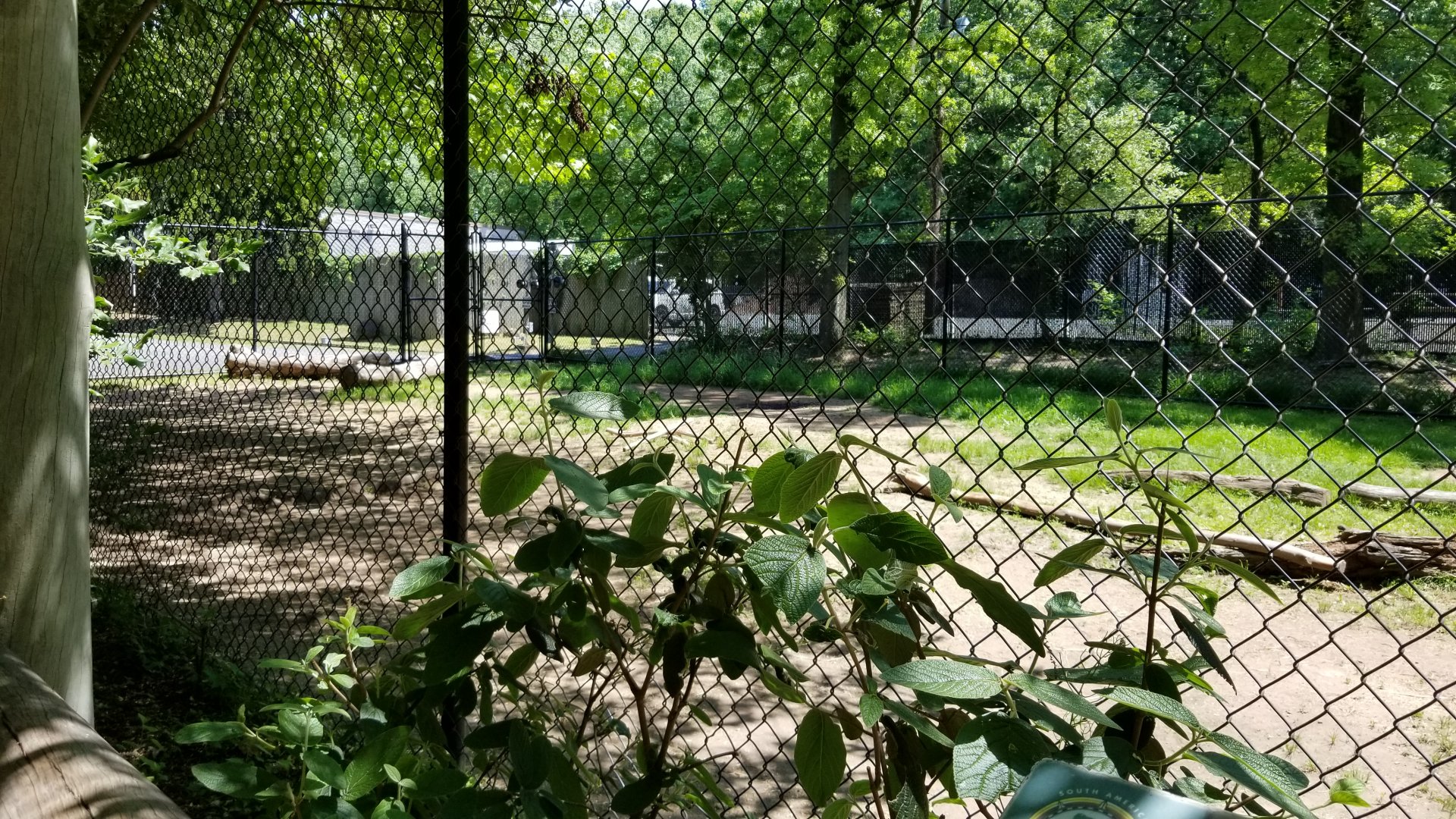Bergen County Zoo - Guanaco