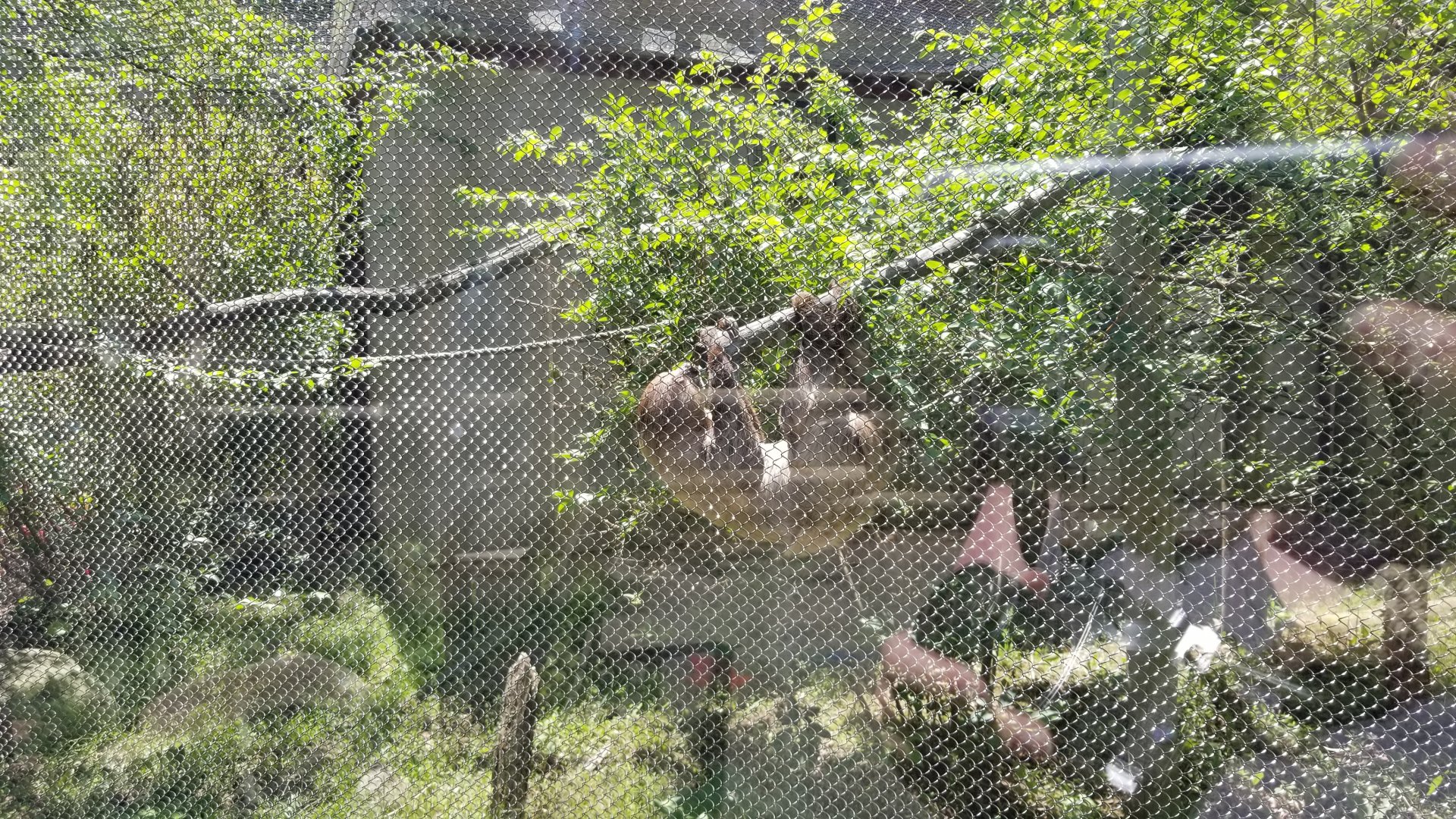 Bergen County Zoo - Linneaus's sloth
