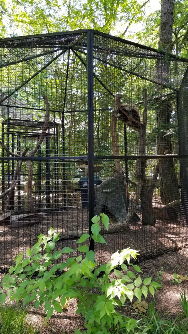 Bergen County Zoo - North American porcupine