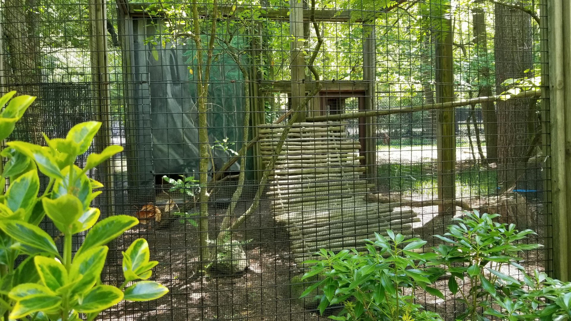 Bergen County Zoo - Ocelot