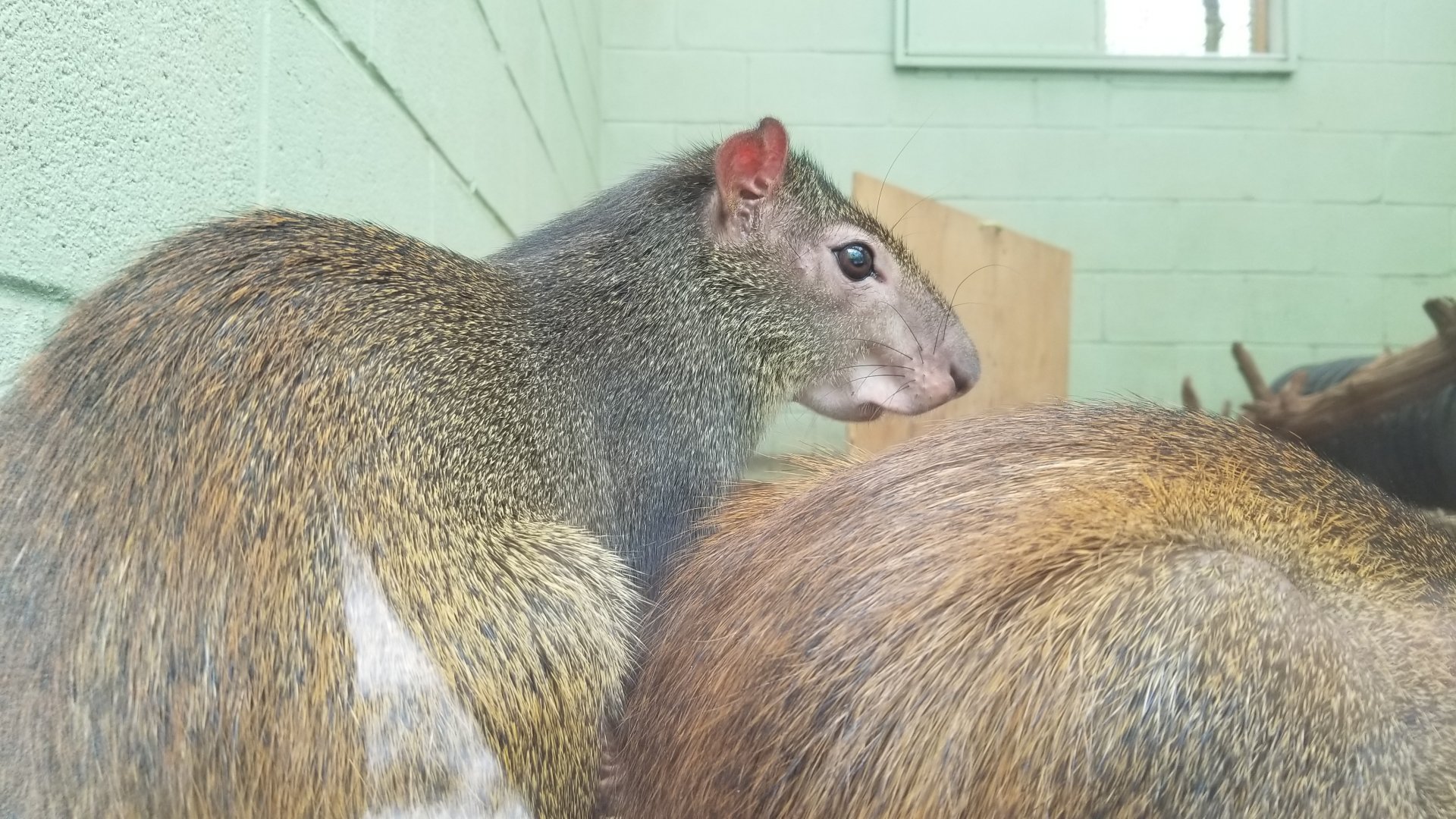 Bergen County Zoo - Red rumped agouti