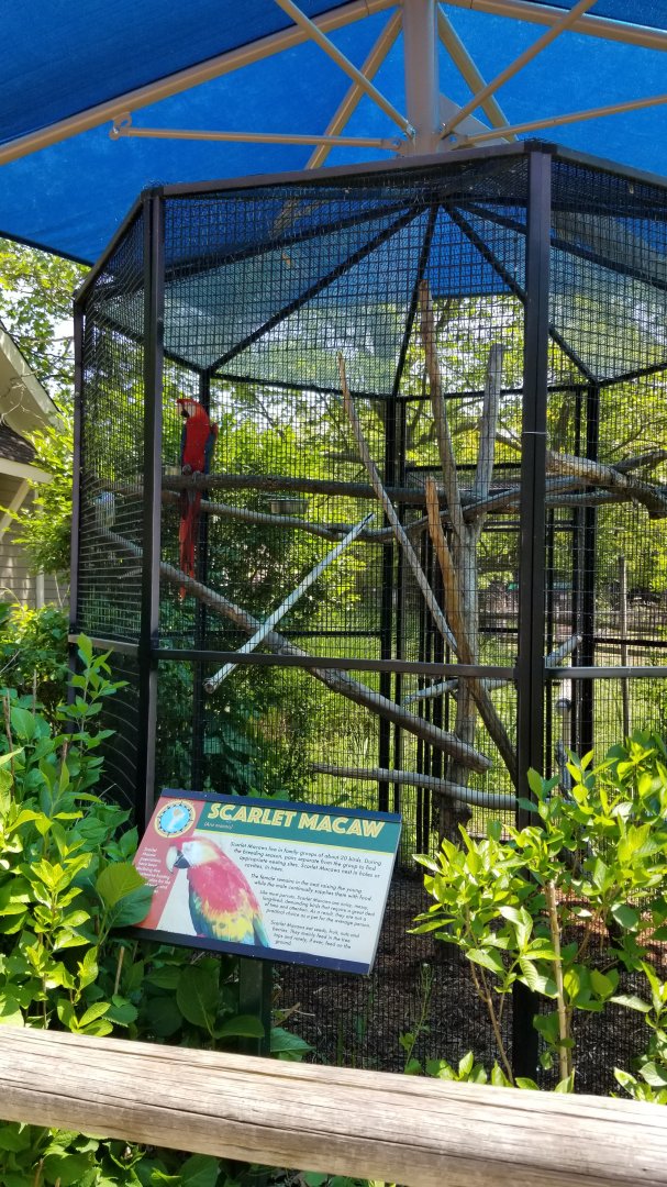 Bergen County Zoo - Scarlet macaw