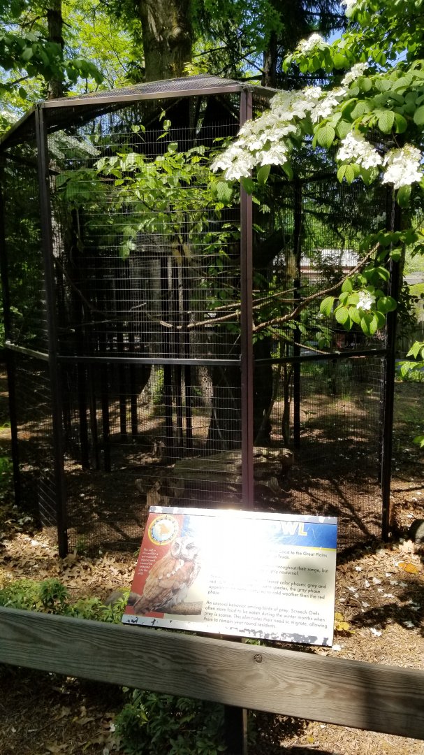 Bergen County Zoo - Screech owl