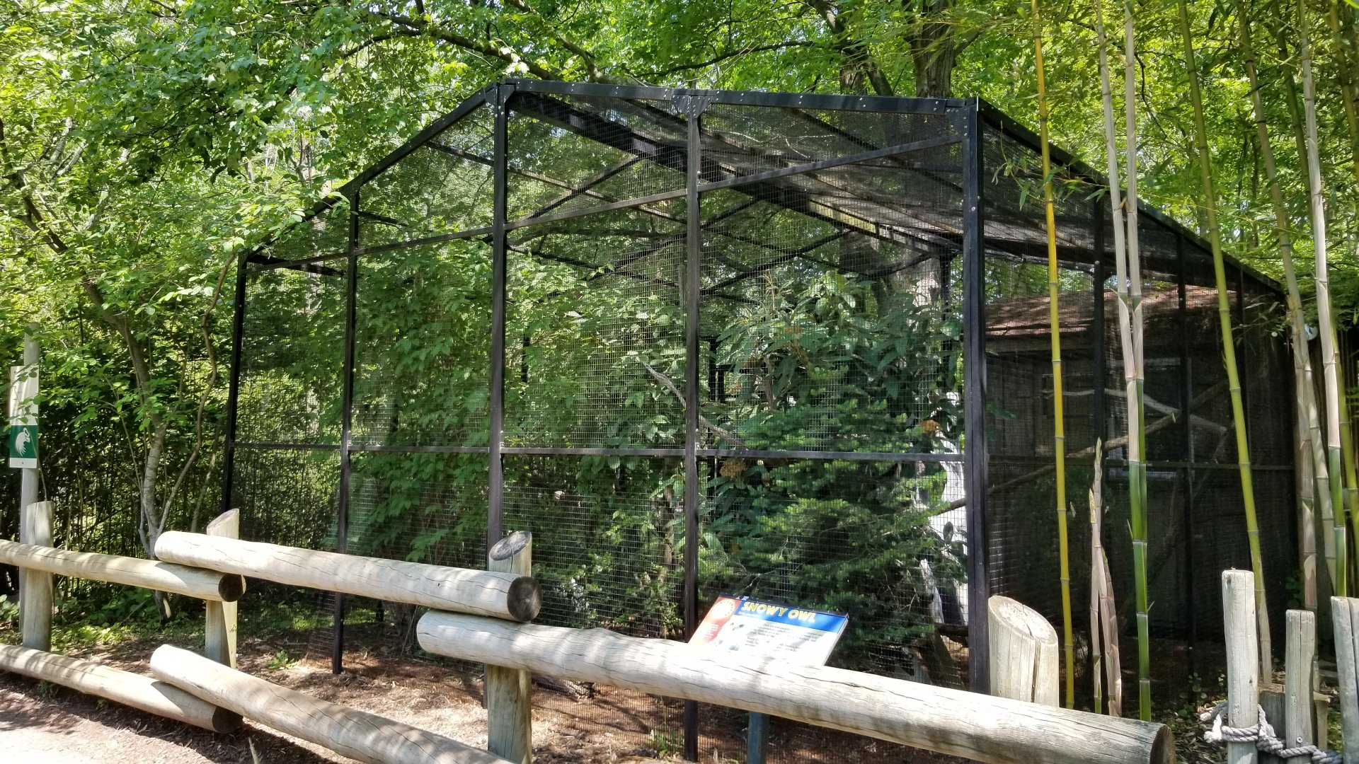 Bergen County Zoo - Snowy owl