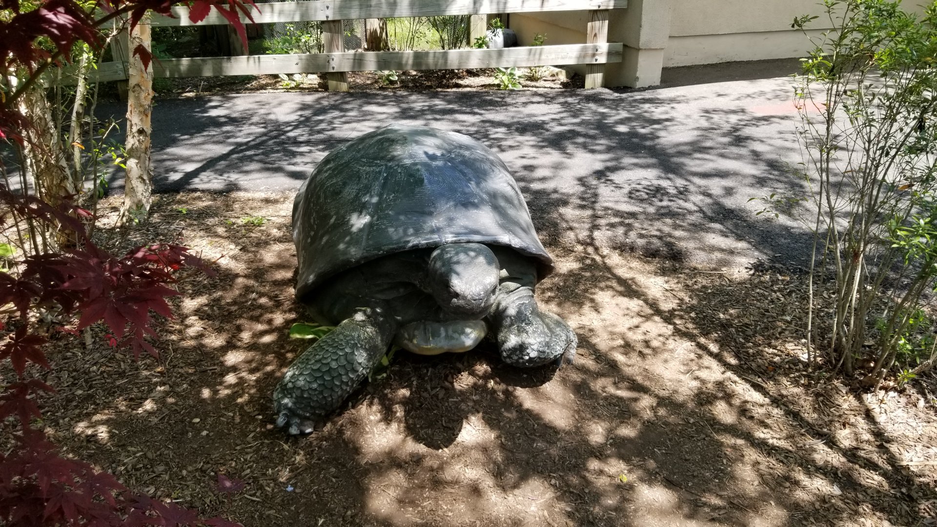 Bergen County Zoo - Tortoise statue