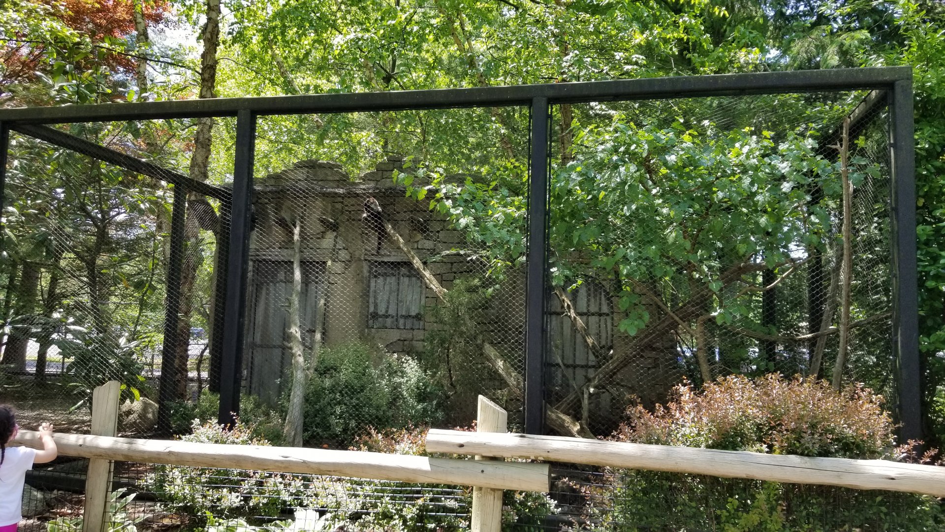 Bergen County Zoo - White-nosed coati