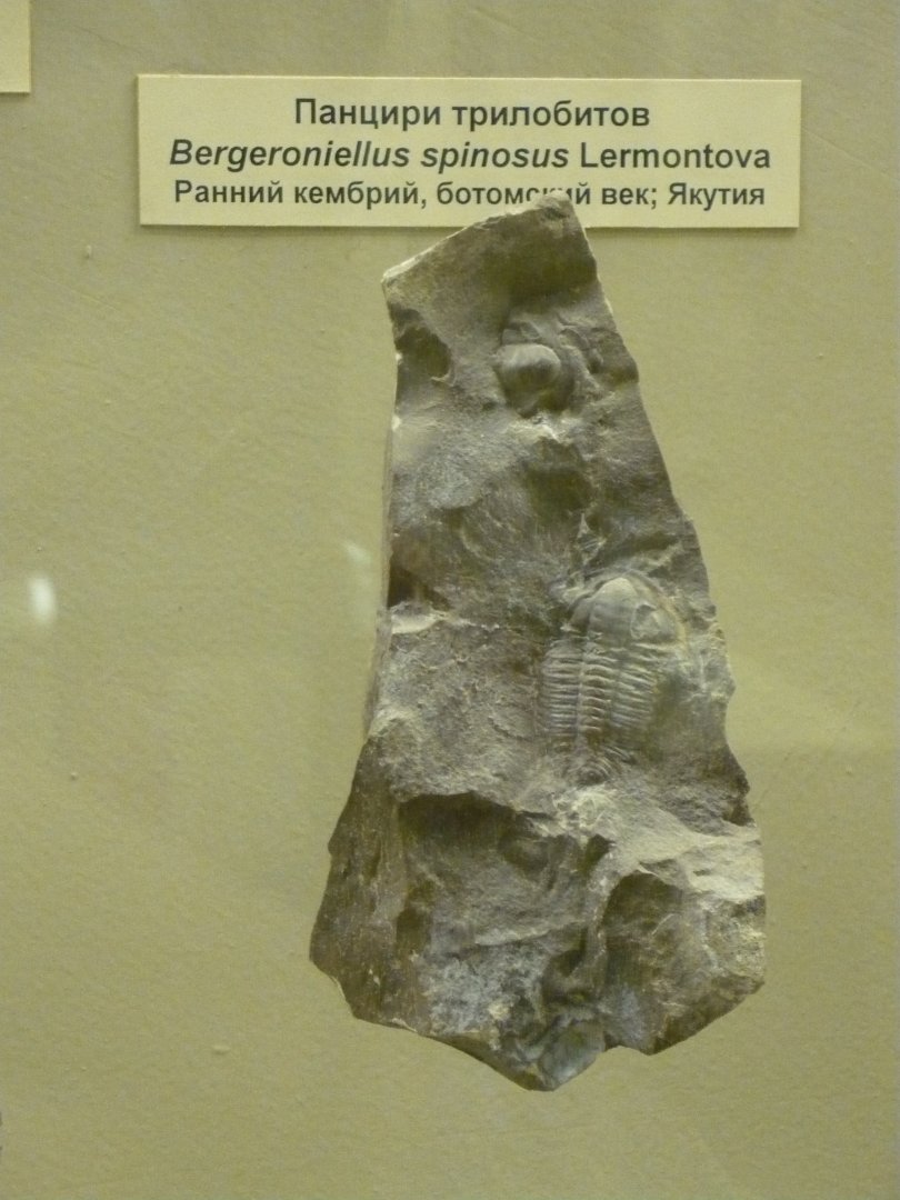 Bergeroniellus spinosus