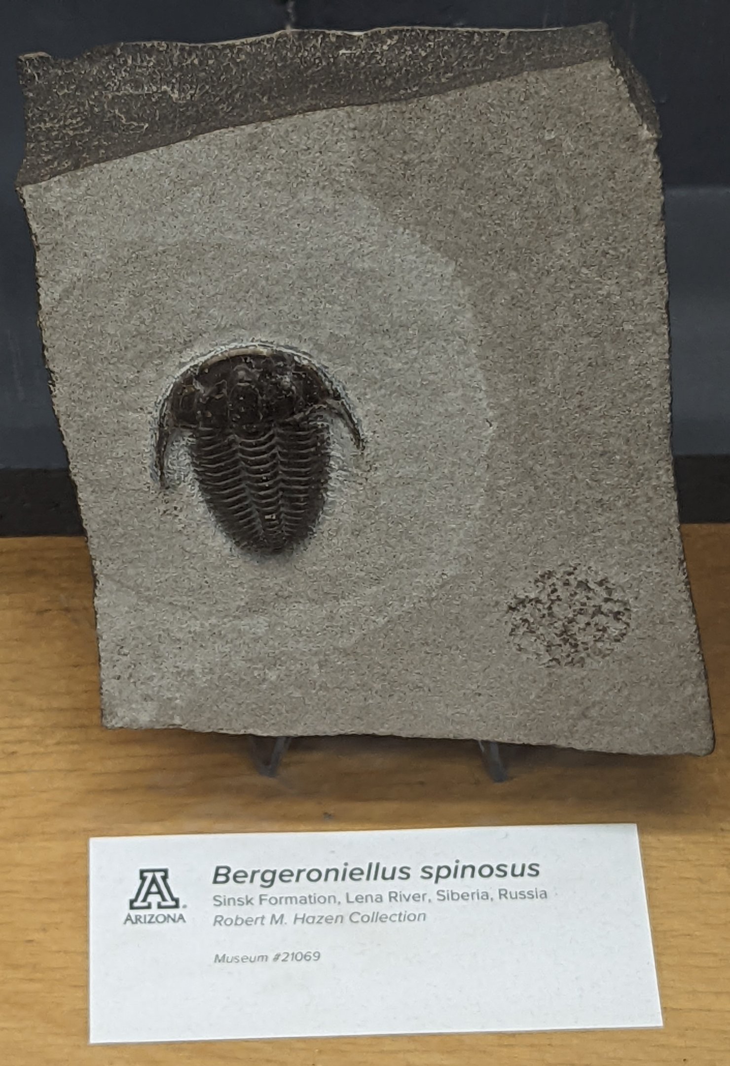 Bergeroniellus spinosus