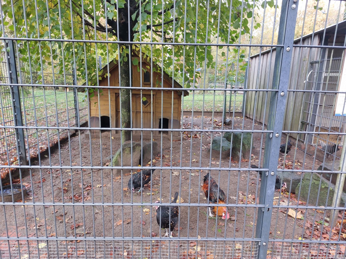Bergischer Kräher chicken enclosure (Stadtpark Emsdetten)