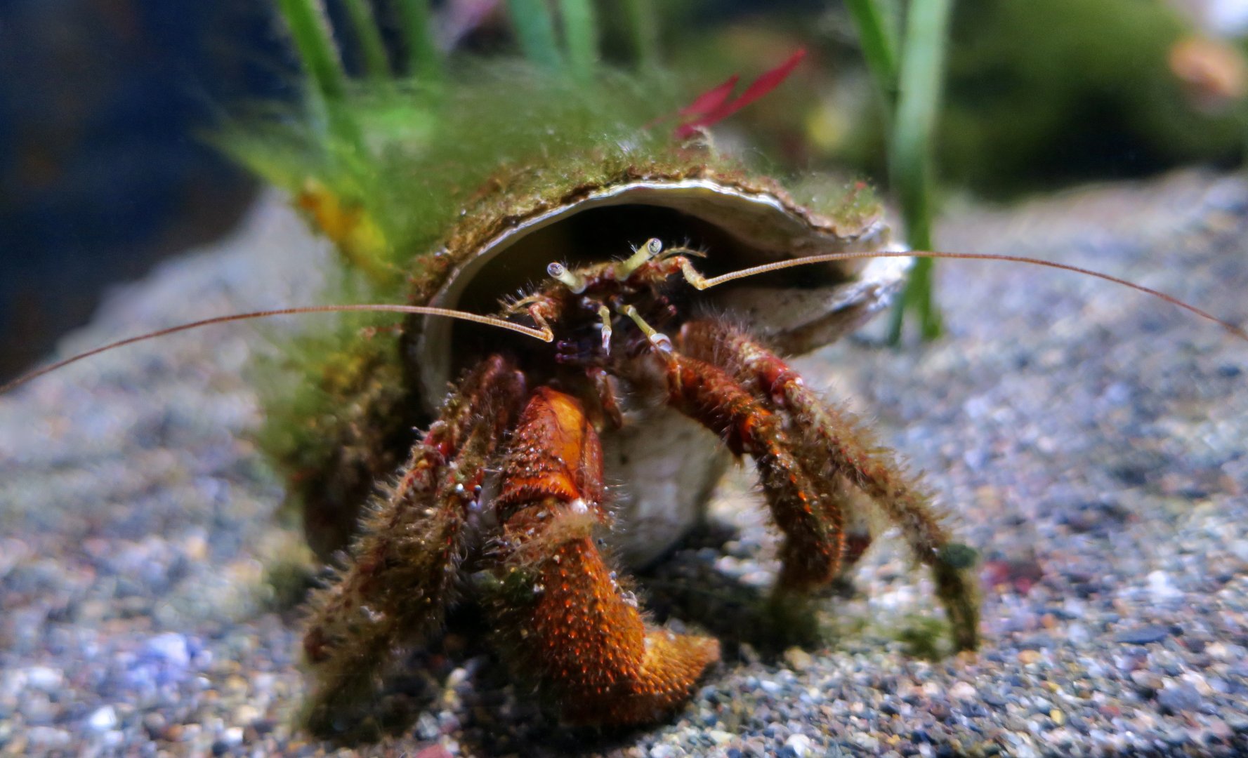 Bering Hermit Crab (Pagurus beringanus)