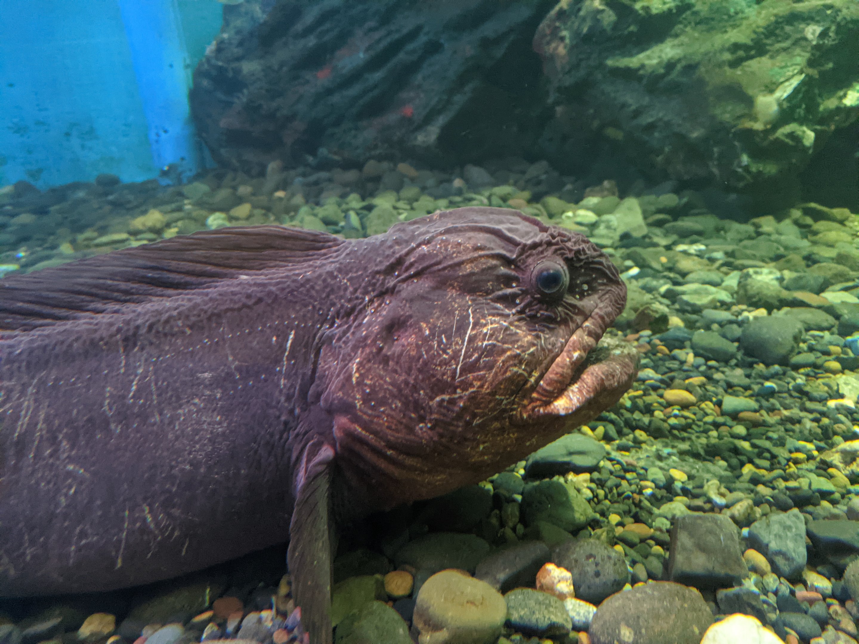Bering Wolf-fish (Anarhichas orientalis), Wakkanai Aquarium