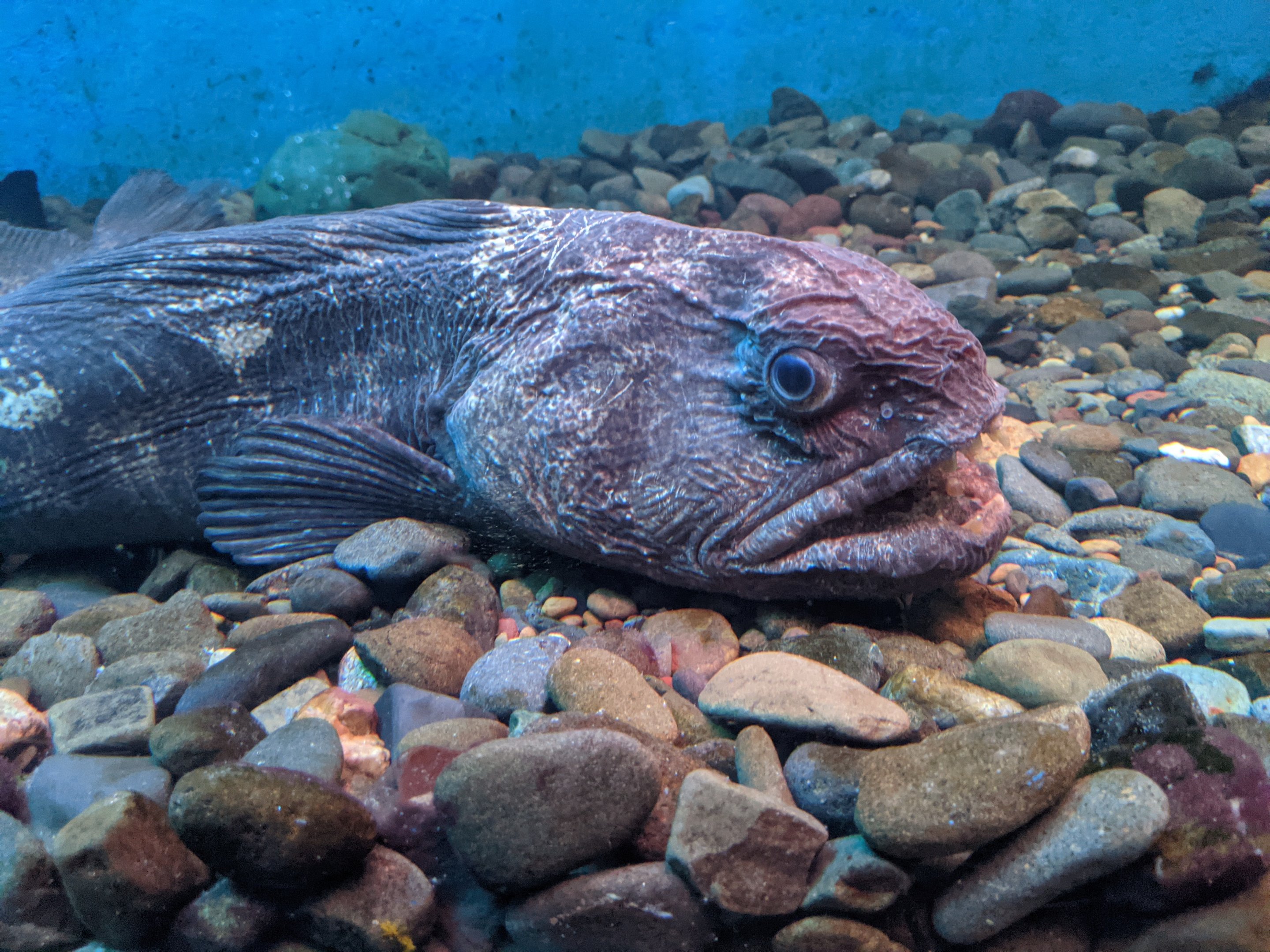 Bering Wolf-fish (Anarhichas orientalis), Wakkanai Aquarium