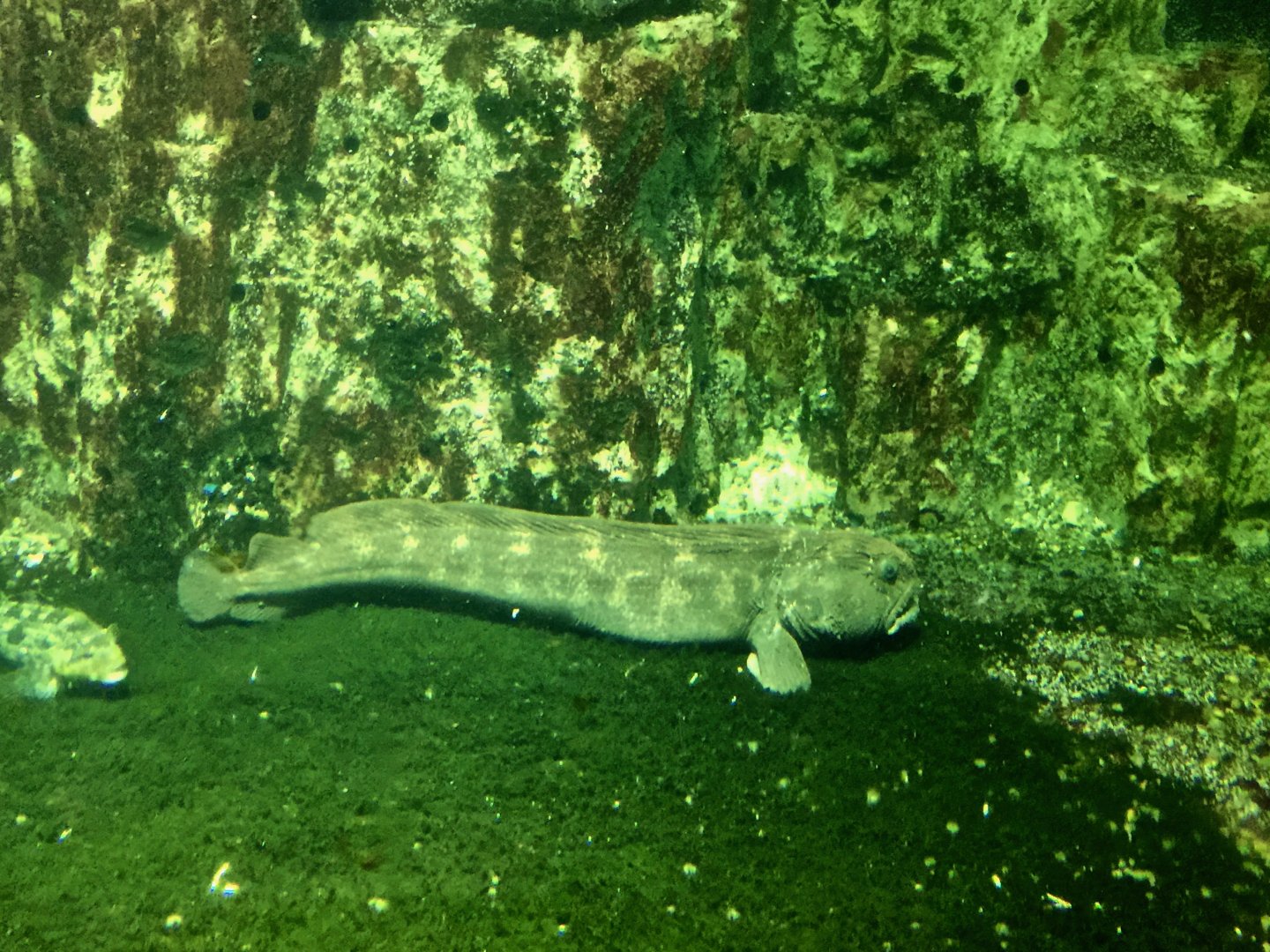 Bering Wolffish (Anarhichas orientalis) - Otaru Aquarium