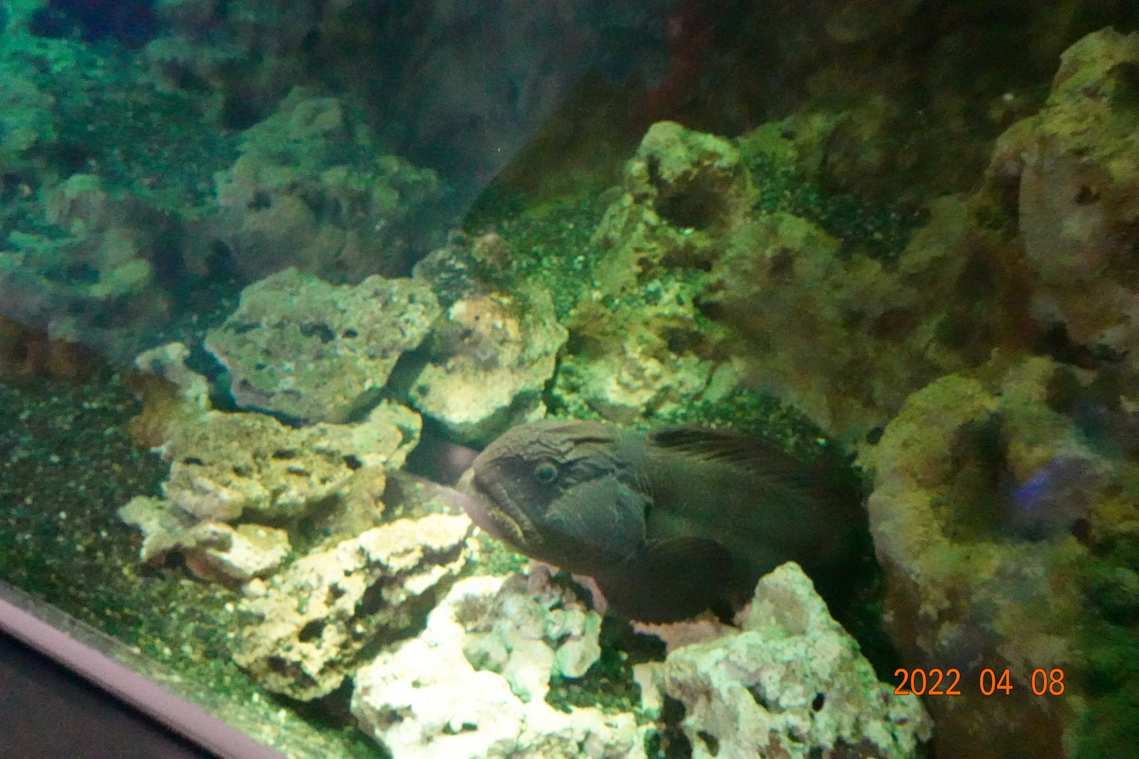 Bering Wolffish (Anarhichas orientalis) - Xpark
