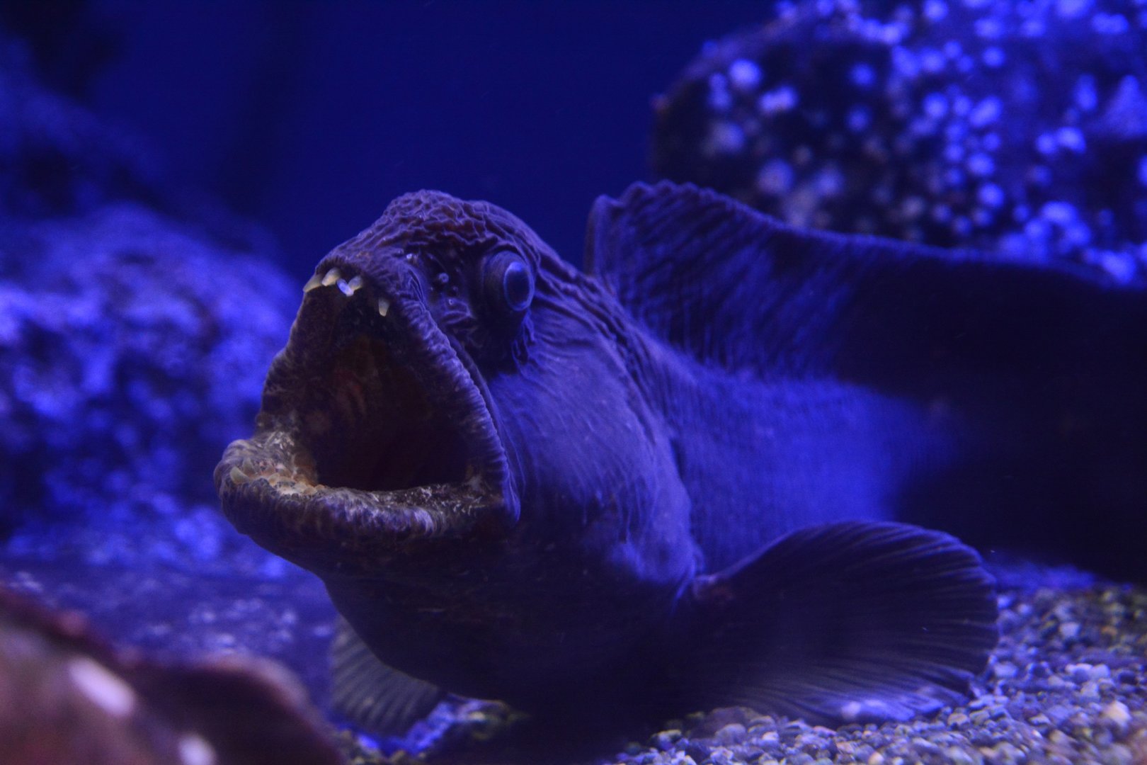 Bering wolffish (Anarhichas orientalis)