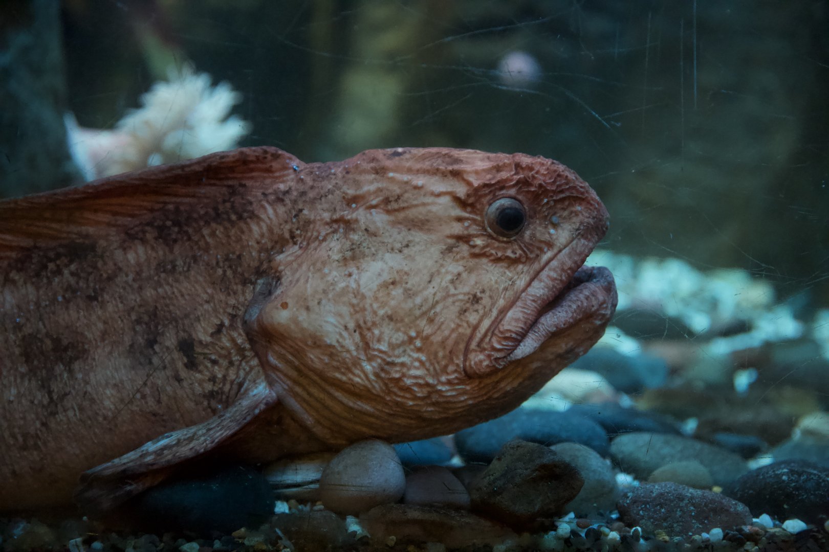 Bering Wolffish/ Anarhichas orientalis